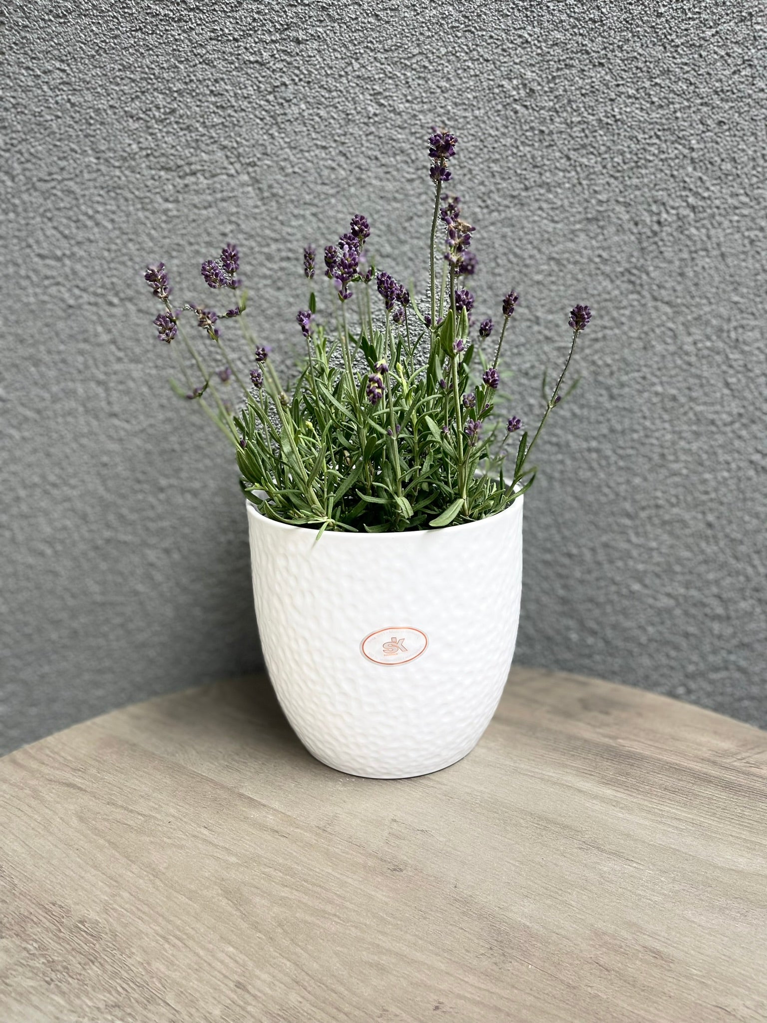 Boston Ceramic Pot - 6.3" White