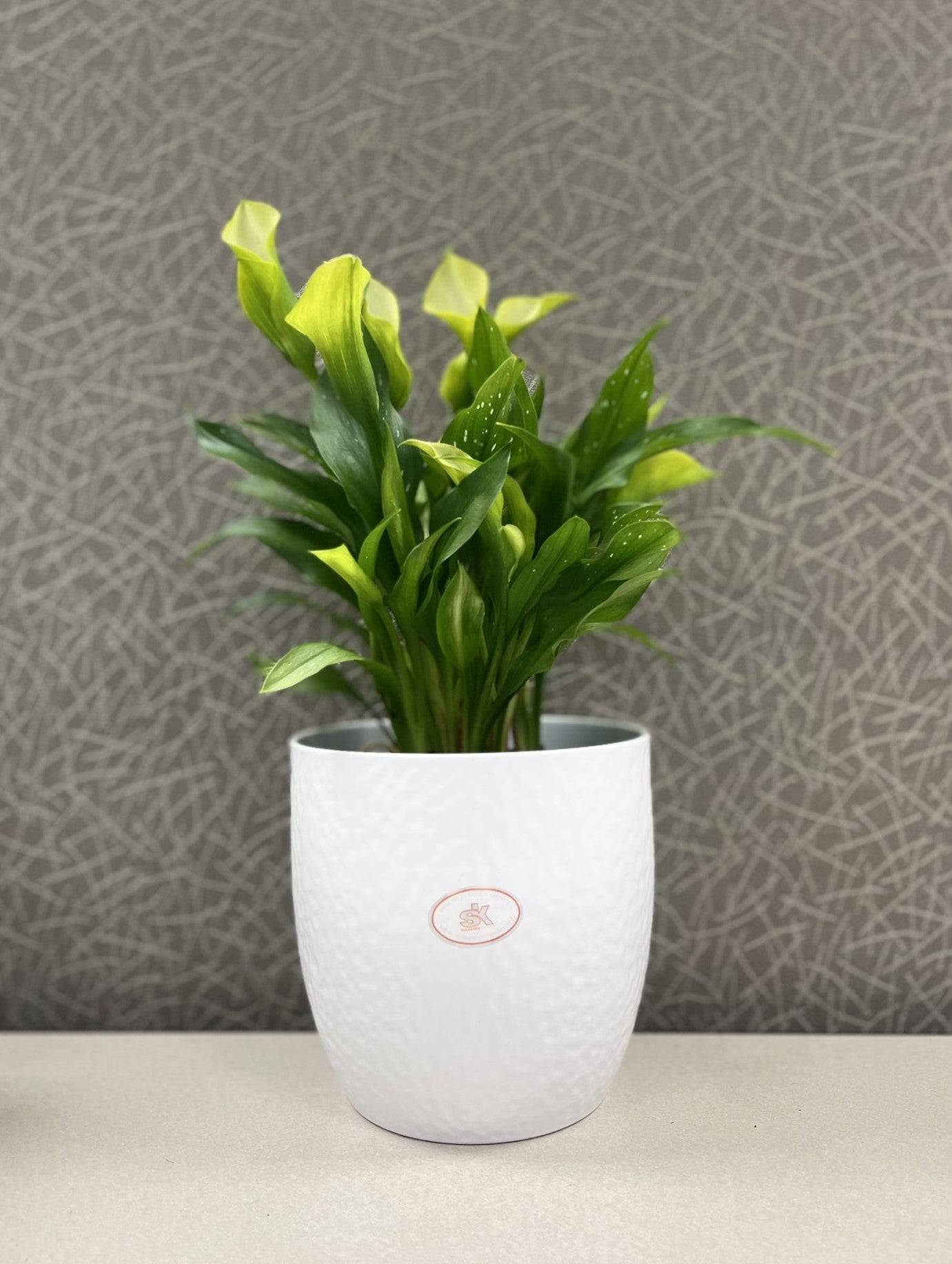 Boston Ceramic Pot - 6.3" White