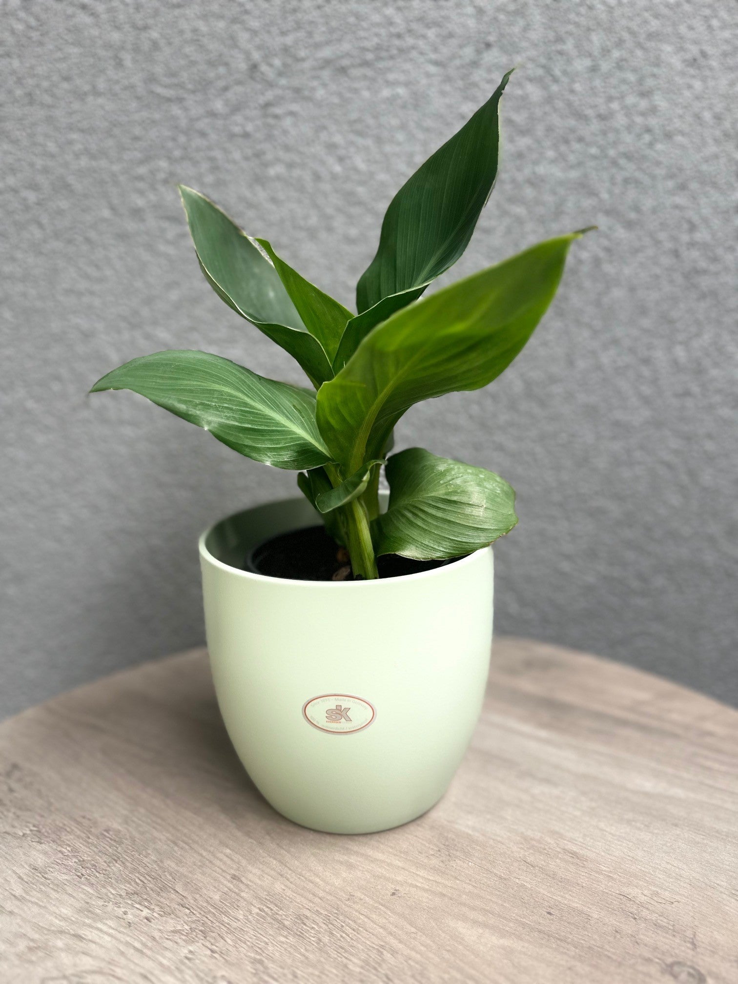 Basel Fashion Ceramic Pot - 6.3" Matte Linden Green