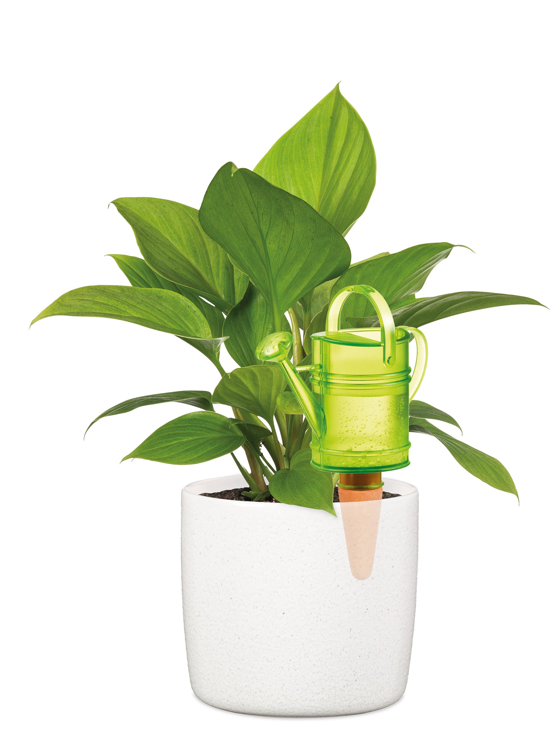 Nelly Water Reserve - 5 oz. Green