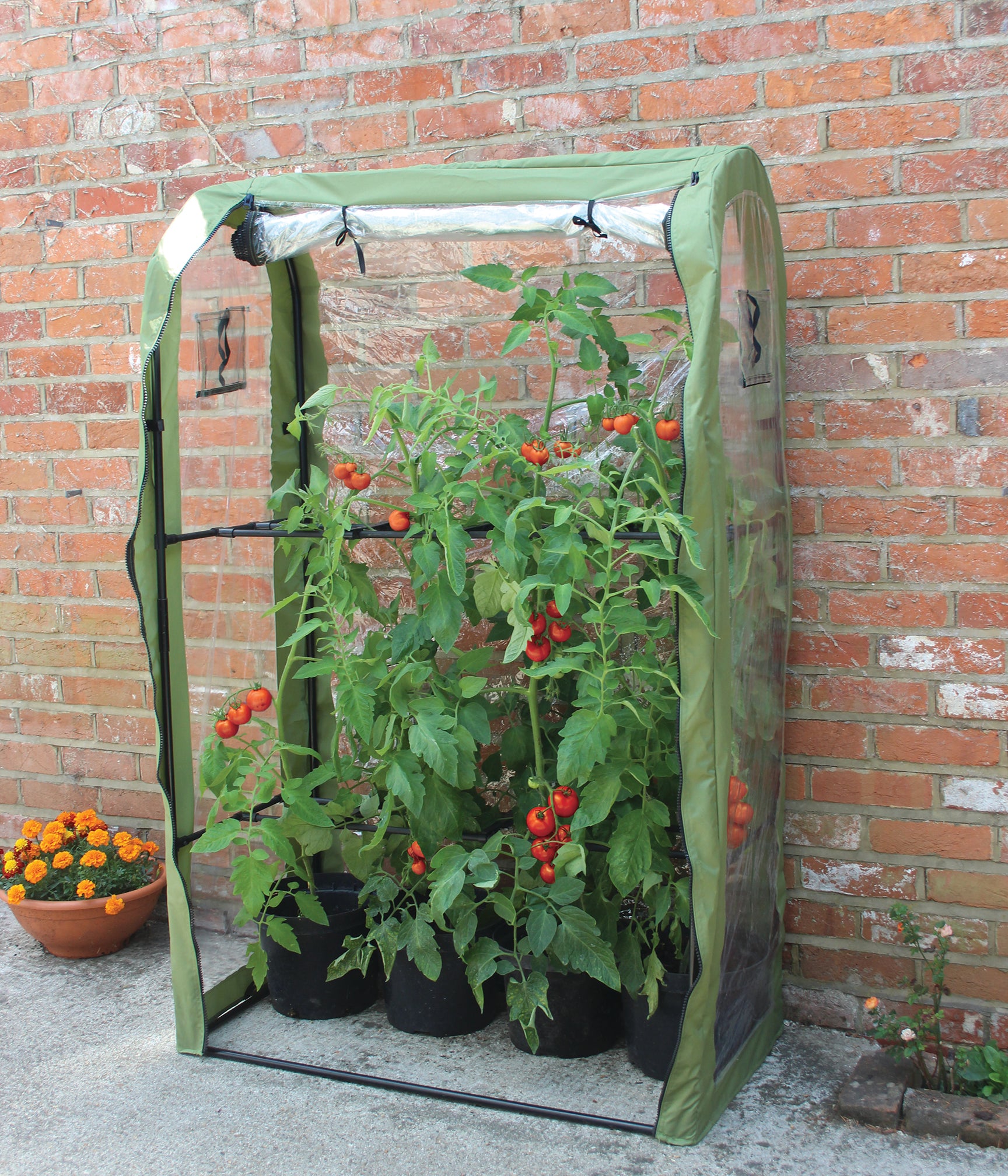 Tomato Crop Booster with Cover