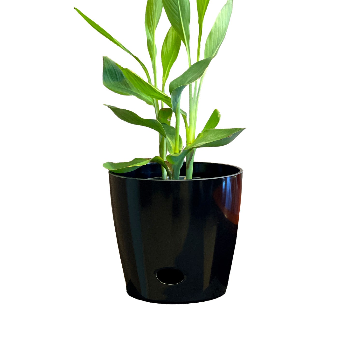 Self-Watering Bamboo Pot - 10" Black Round