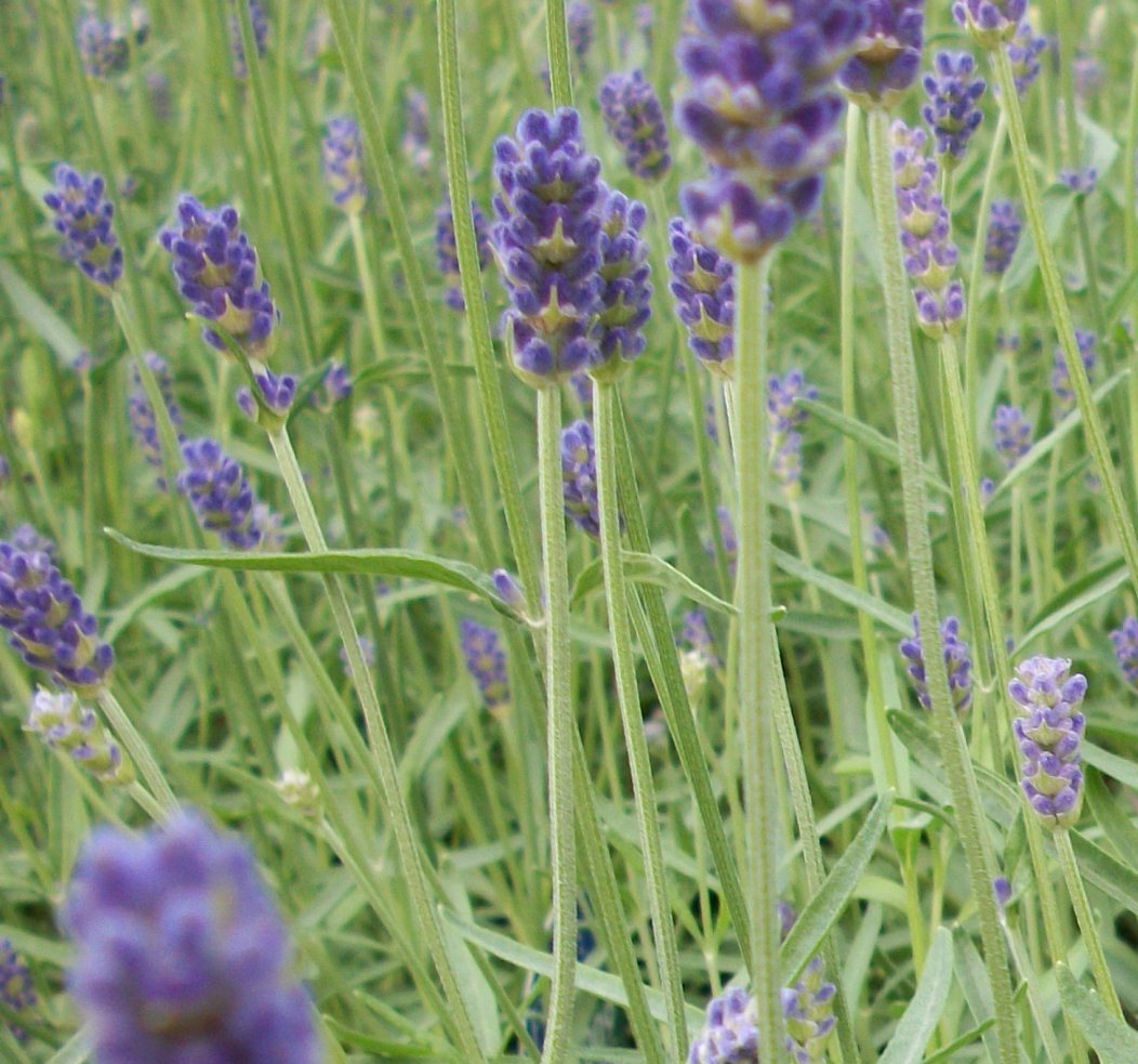 LAVANDULA &