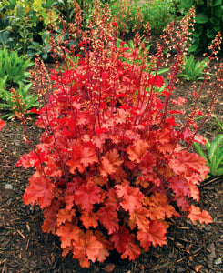 HEUCHERA &