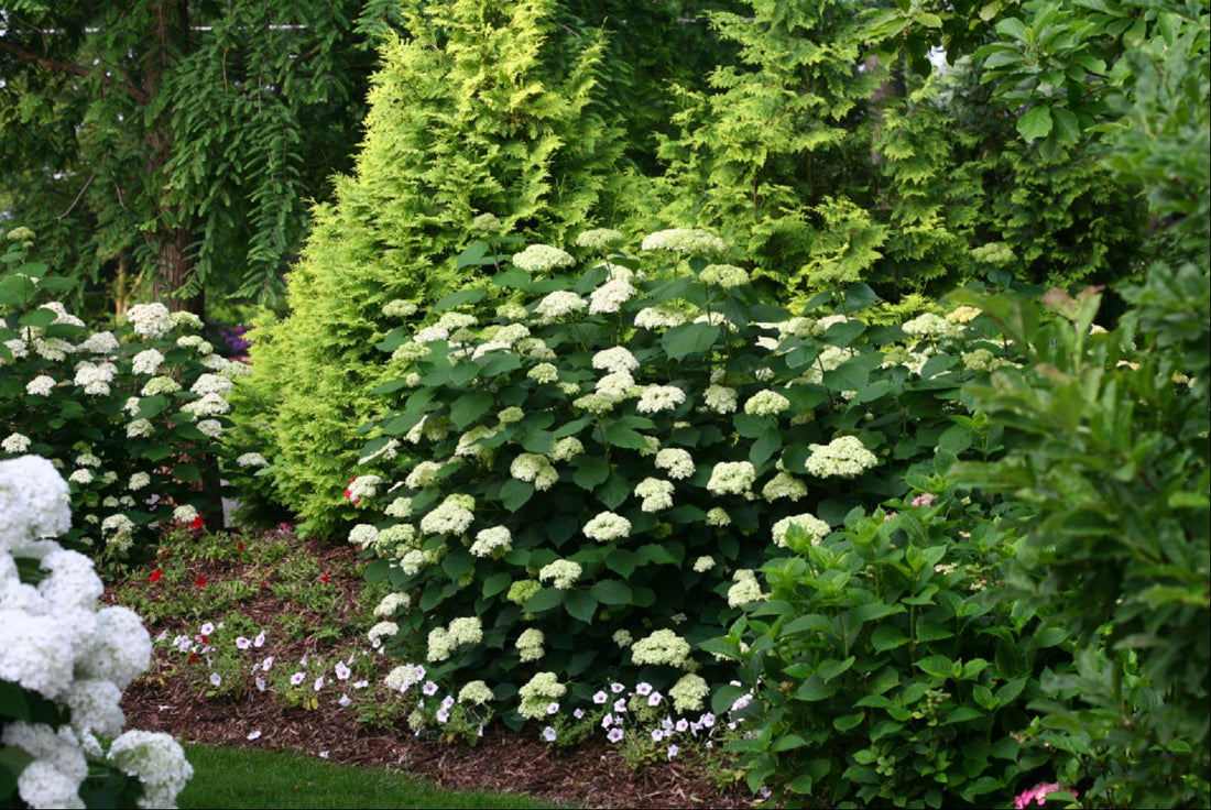 HYDRANGEA, ARBORESCENS &