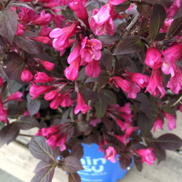 WEIGELA &