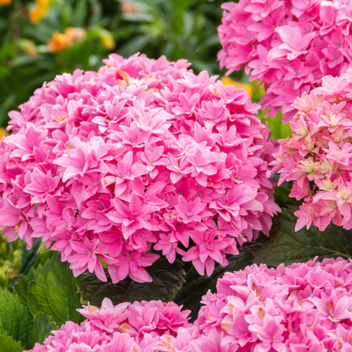 HYDRANGEA, MACROPHYLLA &