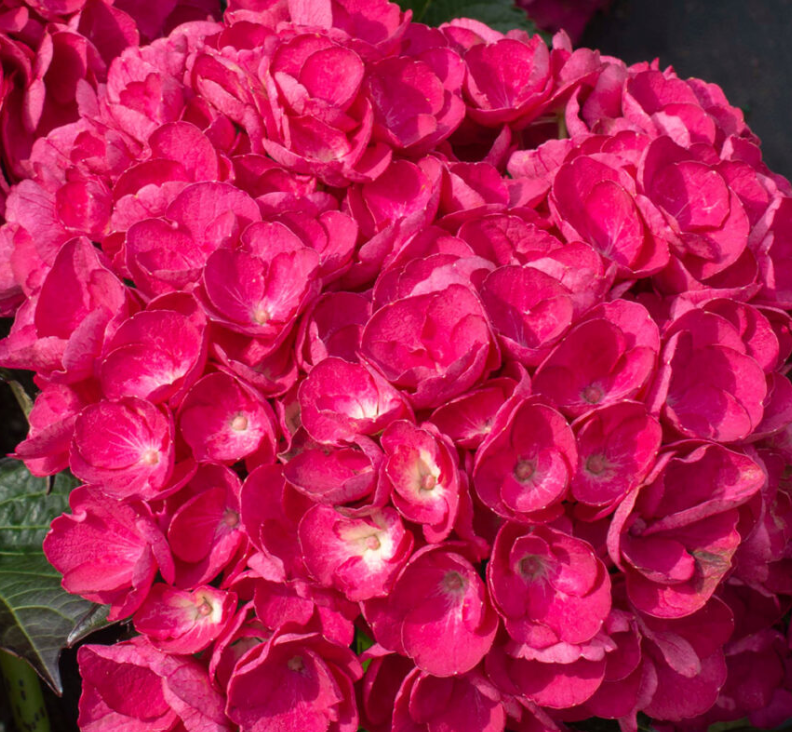 HYDRANGEA, MACROPHYLLA &
