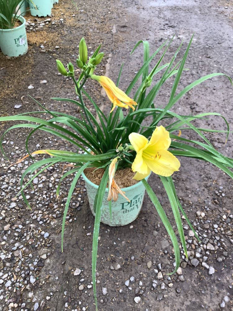 HEMEROCALLIS &
