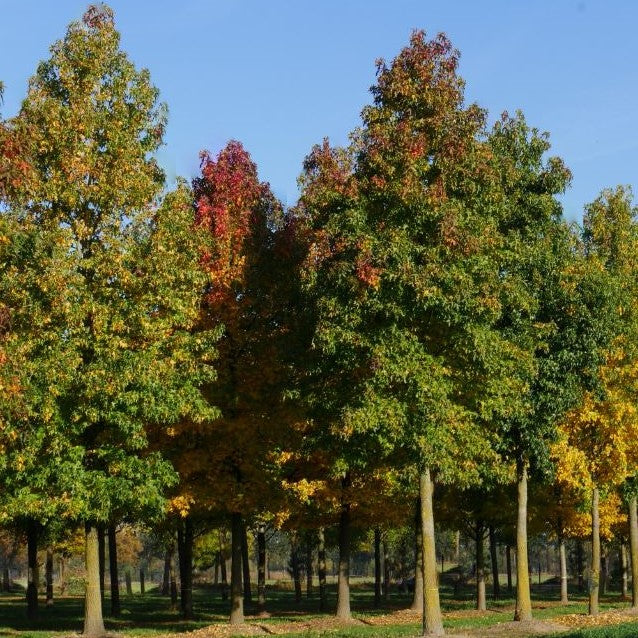 LIQUIDAMBAR STYRACIFLUA - 3 gallon (Sweet Gum Tree)