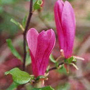 MAGNOLIA &