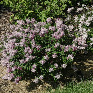 SYRINGA &