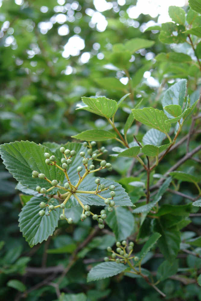 VIBURNUM &