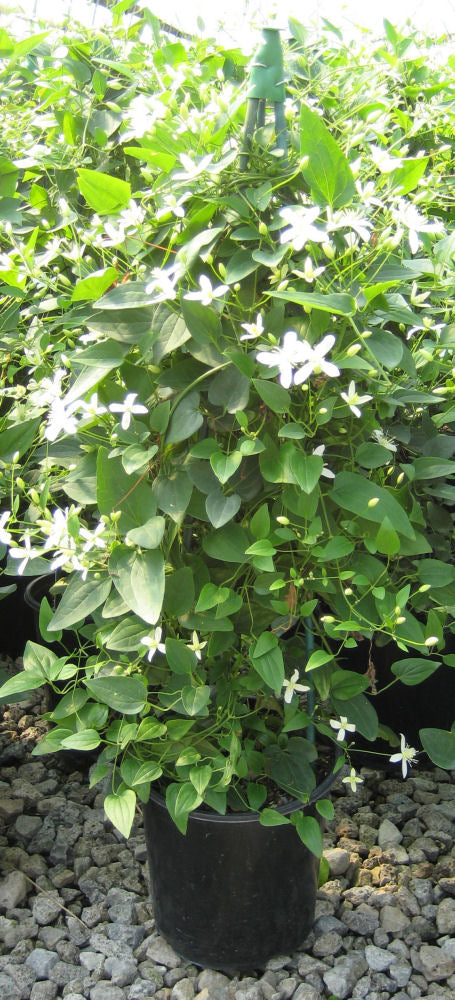 CLEMATIS &