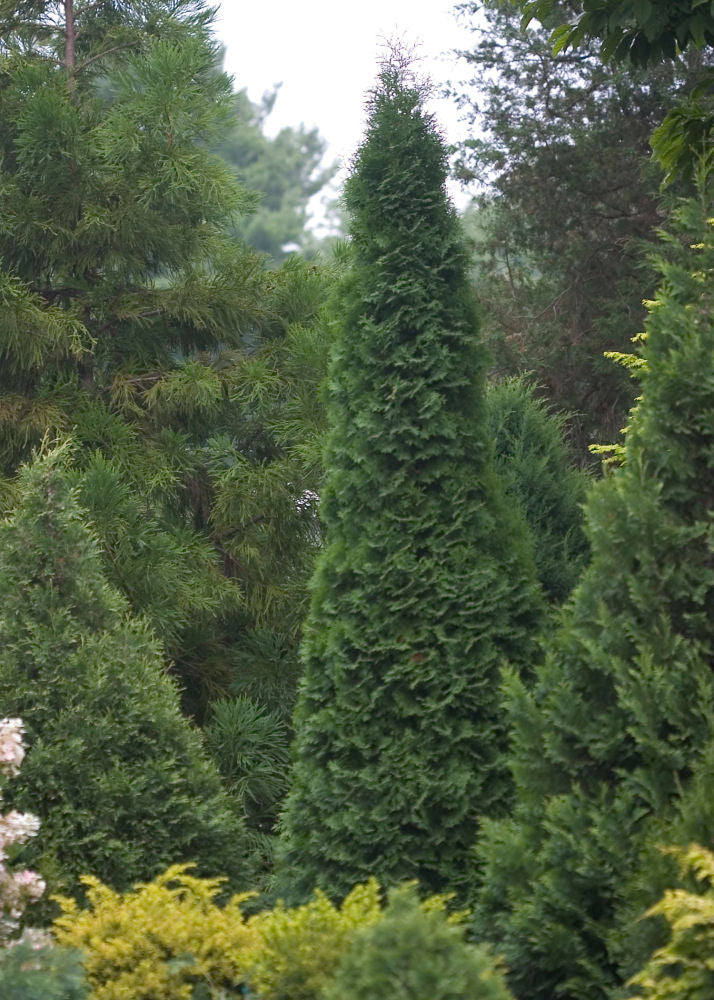 THUJA &