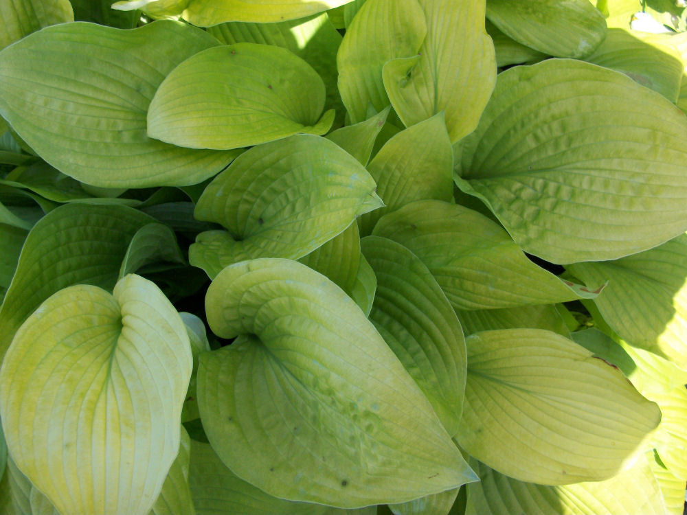 HOSTA &
