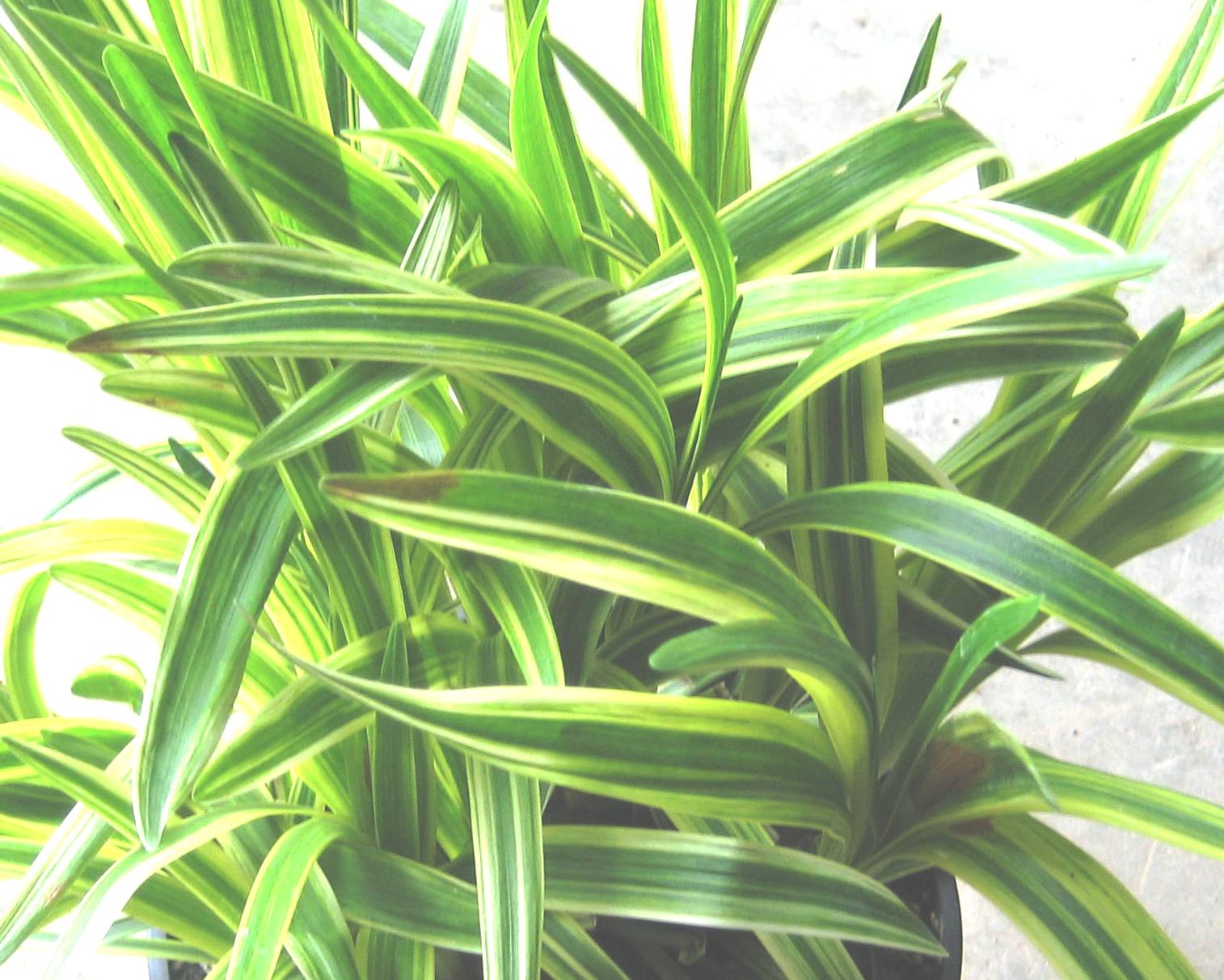 LIRIOPE &