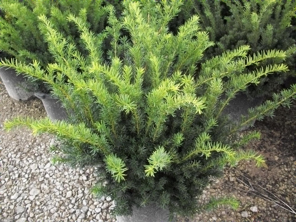 TAXUS &