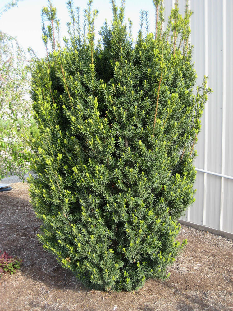 TAXUS &