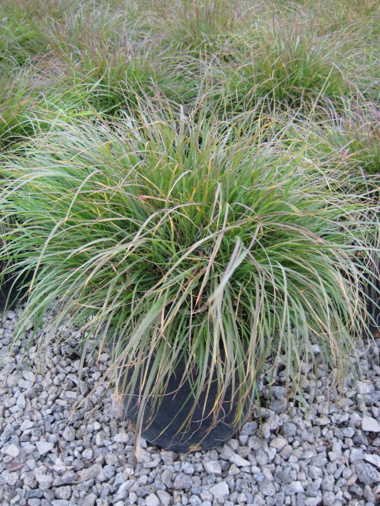 GRASS, PENNISETUM &