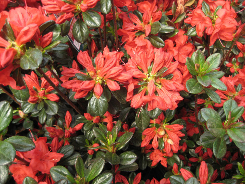 AZALEA &