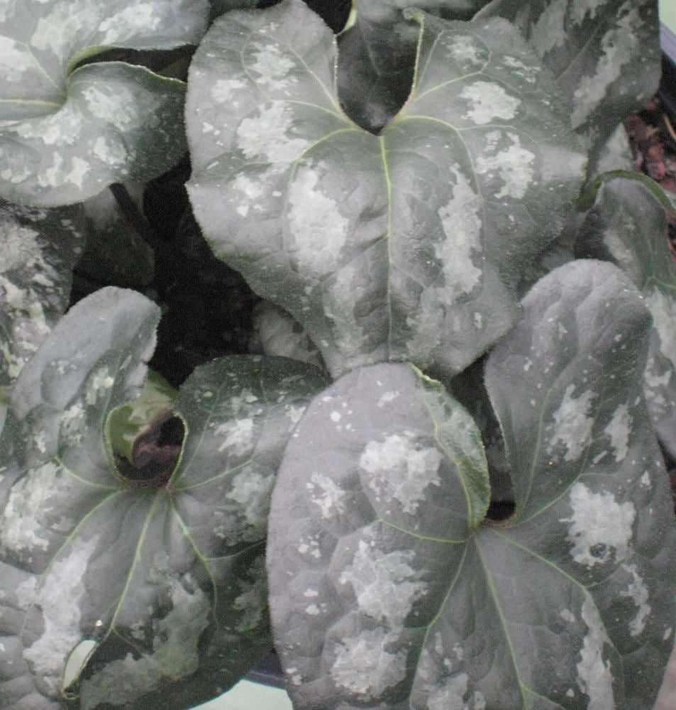 ASARUM &