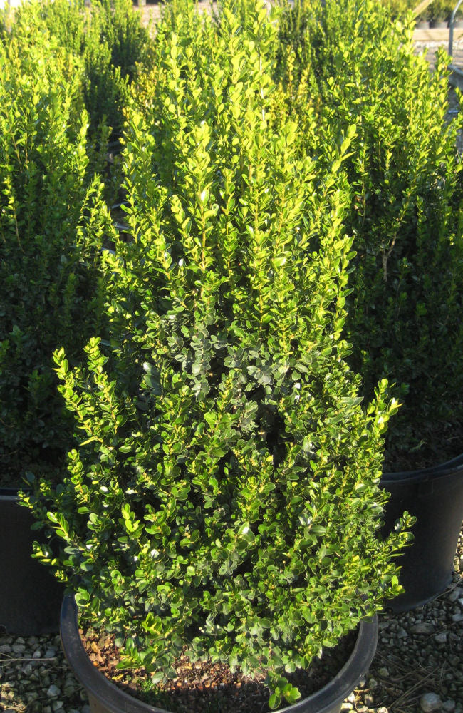 BUXUS &