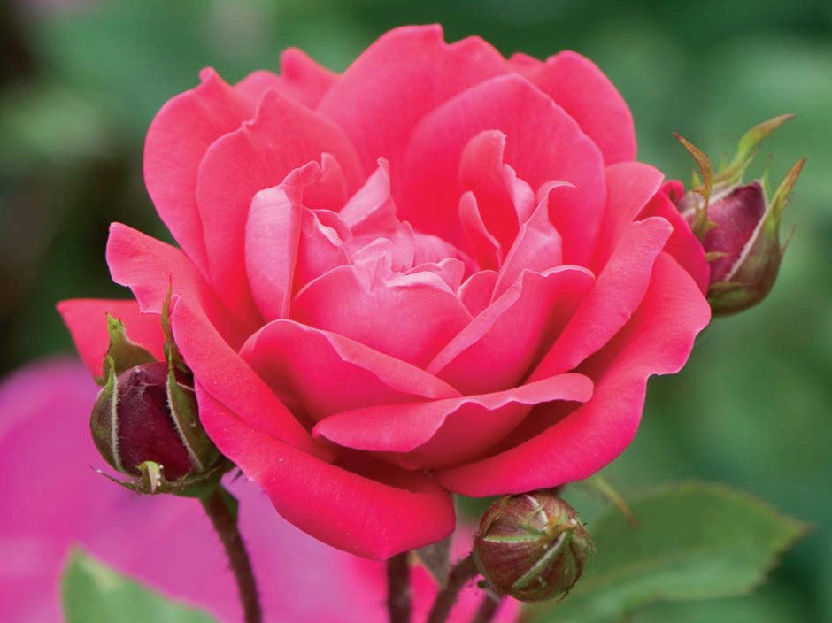 ROSE &