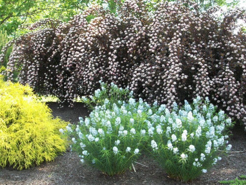 AMSONIA &