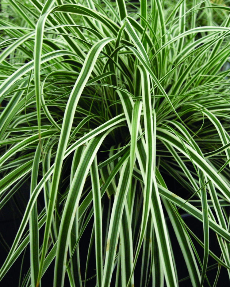 GRASS, CAREX &