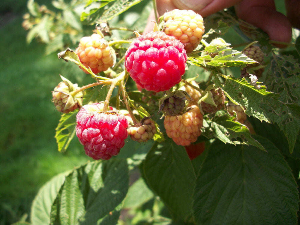 RASPBERRY &