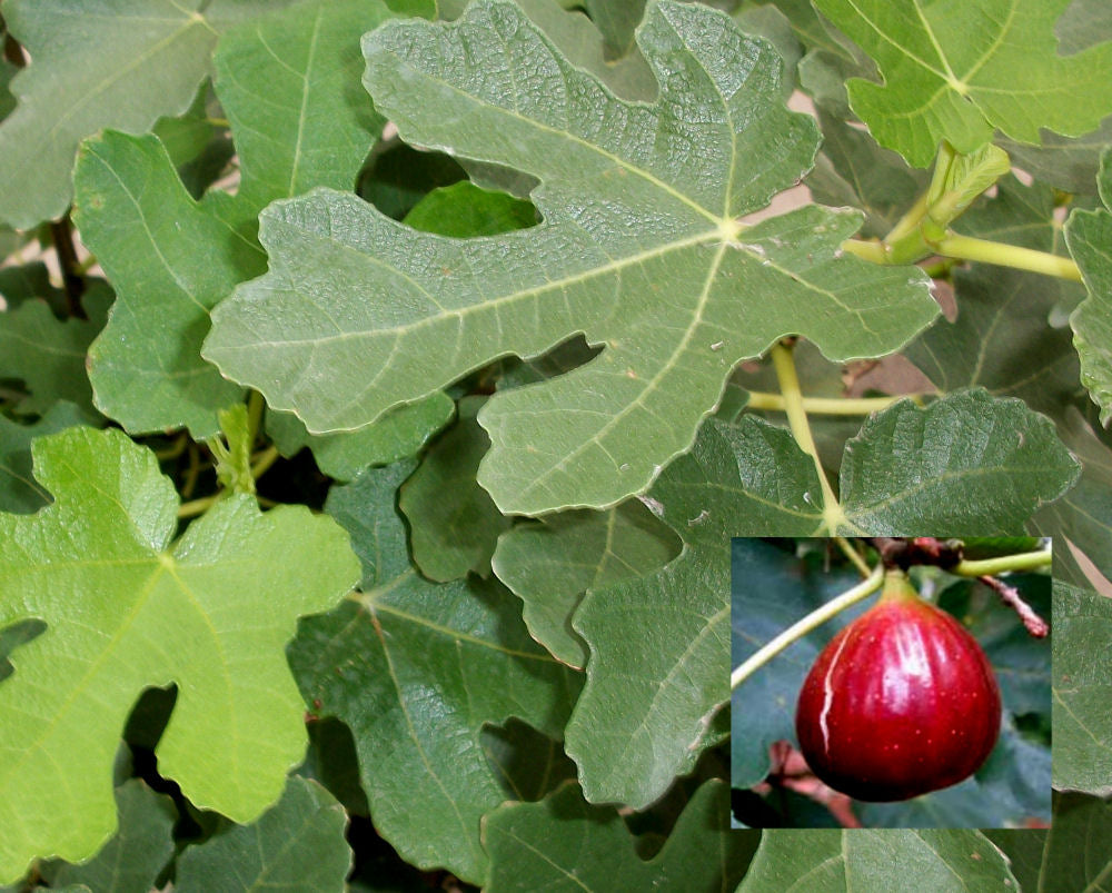FIG &