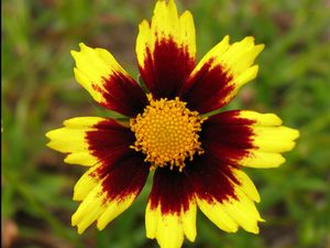 COREOPSIS &