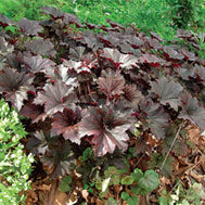HEUCHERA &