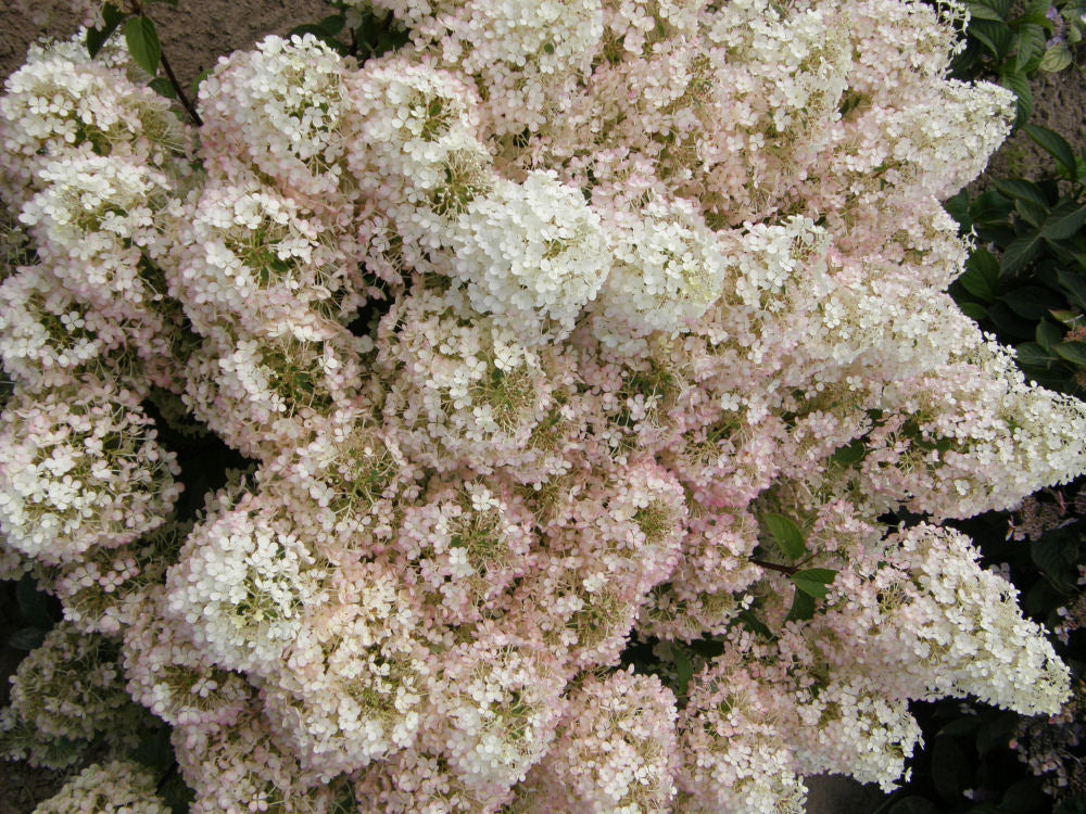 HYDRANGEA, PANICULATA &