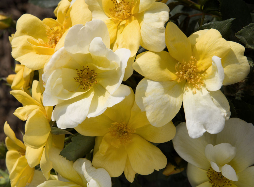 ROSE &