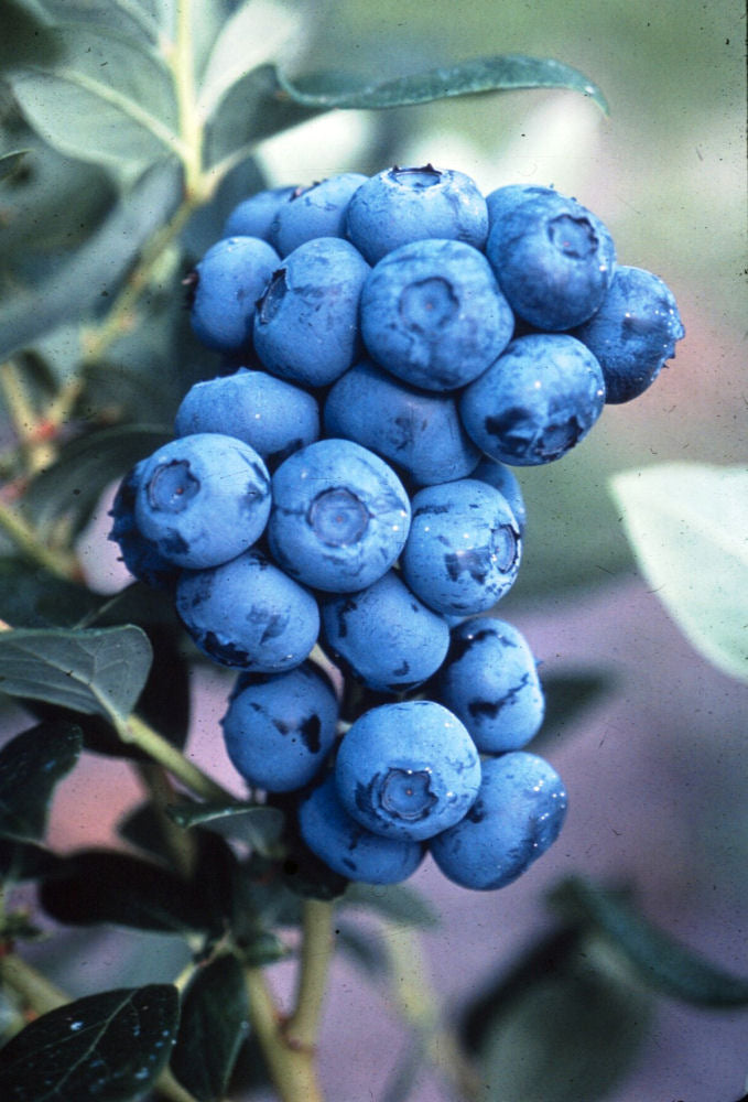 BLUEBERRY &