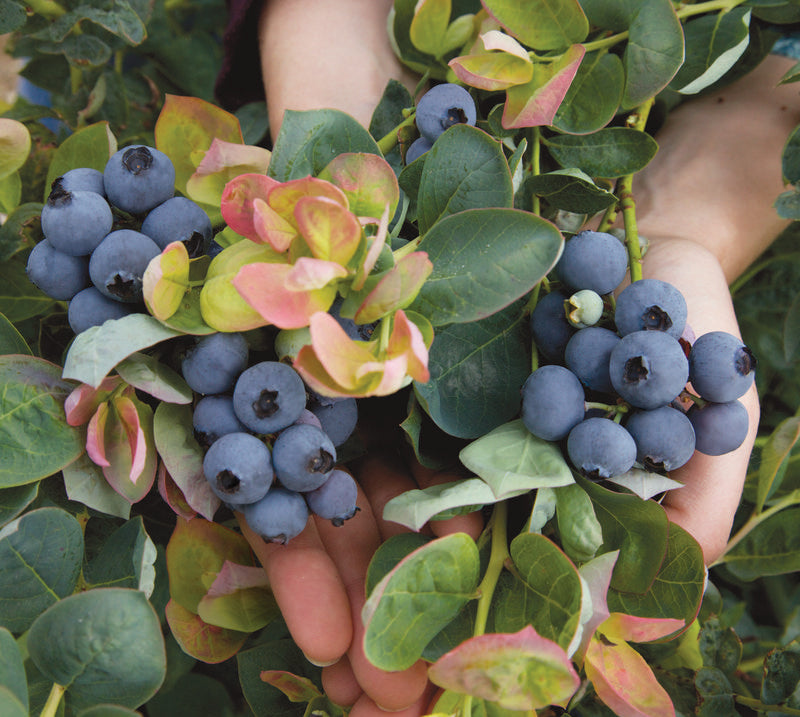 BLUEBERRY &