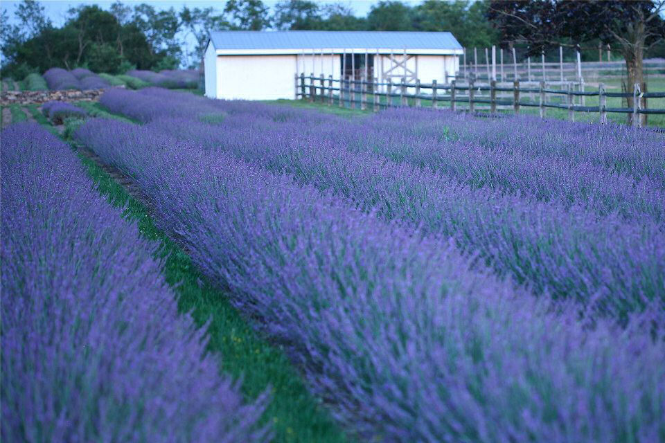 LAVANDULA &