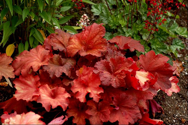 HEUCHERA &