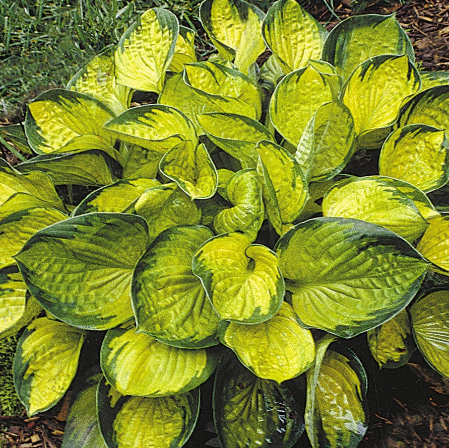 HOSTA &