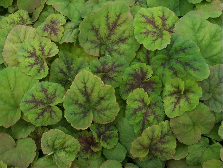 TIARELLA &