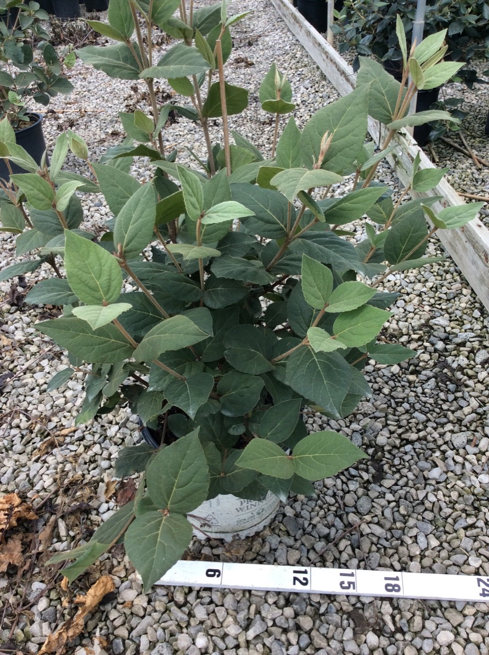 VIBURNUM &
