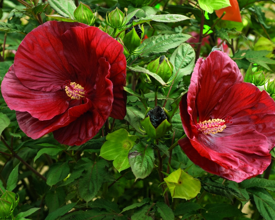HIBISCUS &
