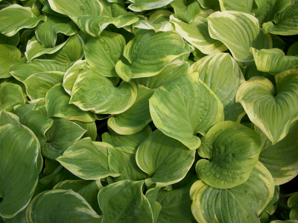 HOSTA &