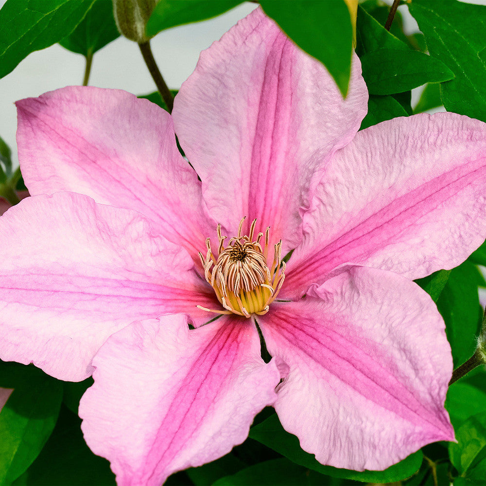 CLEMATIS &
