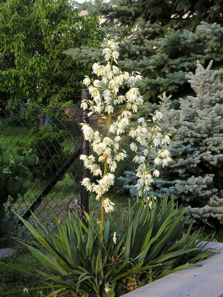YUCCA FILAMENTOSA - 2 gallon (Adam&