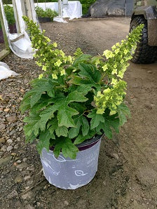 HYDRANGEA, QUERCIFOLIA &