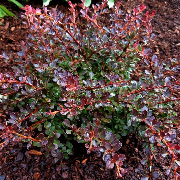 BERBERIS &