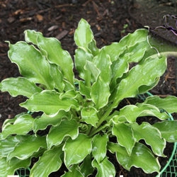 HOSTA &
